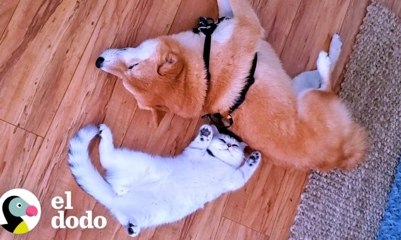 Perro no le gustaban los abrazos hasta que llegó un gatito cariñoso I El Dodo