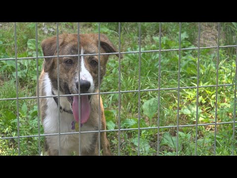 Perry County rescue stops animal intake for first time in more than a decade