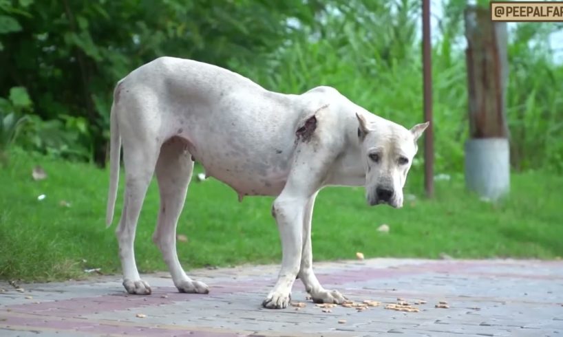 Pitbull dog rescue.