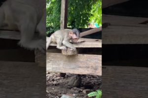 Playing a lone #monkey  - #cute - #takecare - #Wildlife - #Animals