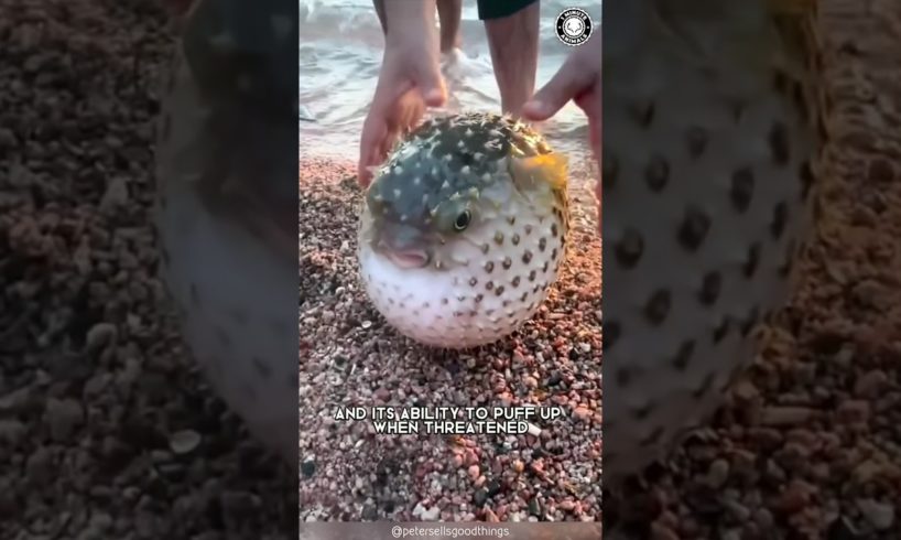 Pufferfish  🐡 Puffing Up for Survival!