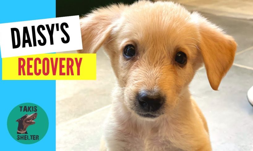 Puppy found locked in a filthy room, filled with worms makes a miraculous recovery - Takis Shelter