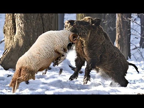 Ram Knockout Wild Boar | Top 10 Knockouts of Ram