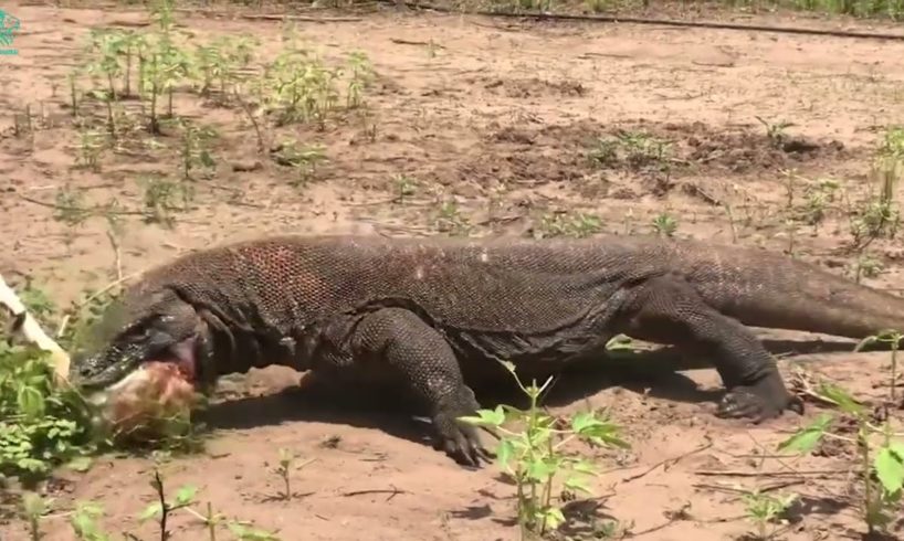 Scary Moment! Giant Komodo Dragon Brutally Attacks Dogs | Animals Fight @3WinAnimal