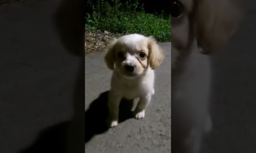 Stray Puppy Runs From Rescuer, And She Adopted Him