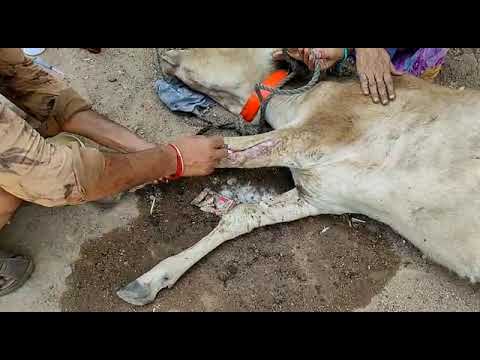 Street Animal Rescues & Treatment  #Shorts #Pets & #Animals