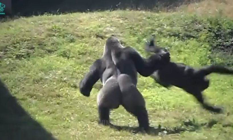 Survival of the Fittest! Two Gorillas Fight to the Death for Territory and Mates