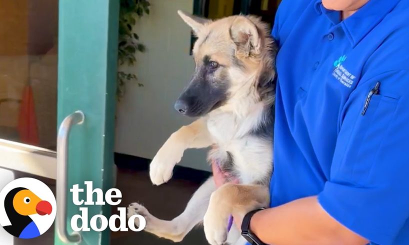 Terrified Puppy Completely Transforms When She Meets Another Dog | The Dodo