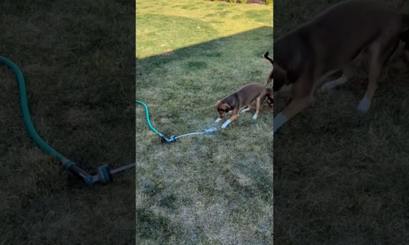 The cutest puppies are entertained by the hose