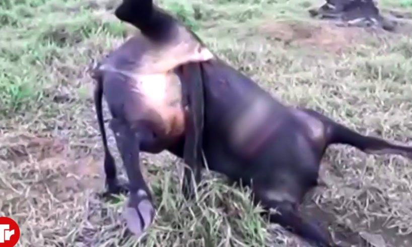 This Bull Never Expected to Die in This Horrible Way