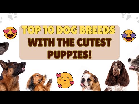 Top 10 Dog Breeds With The Cutest Puppies