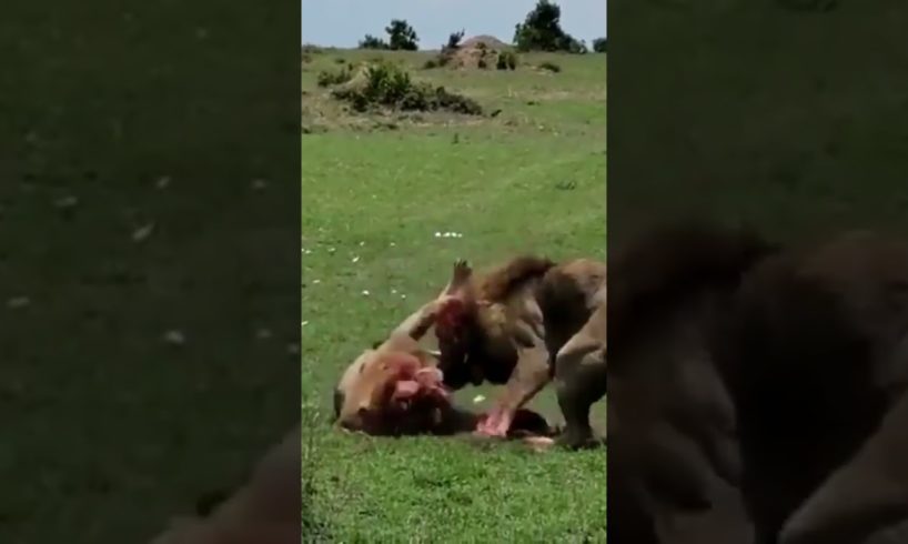 Two male lions fight till death brutal and bloody