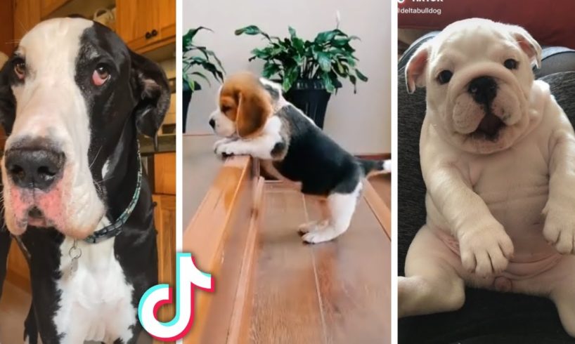 Ultimate Funny Dogs Compilation! 🐕 Most Viral DOGS on the internet! 🥰