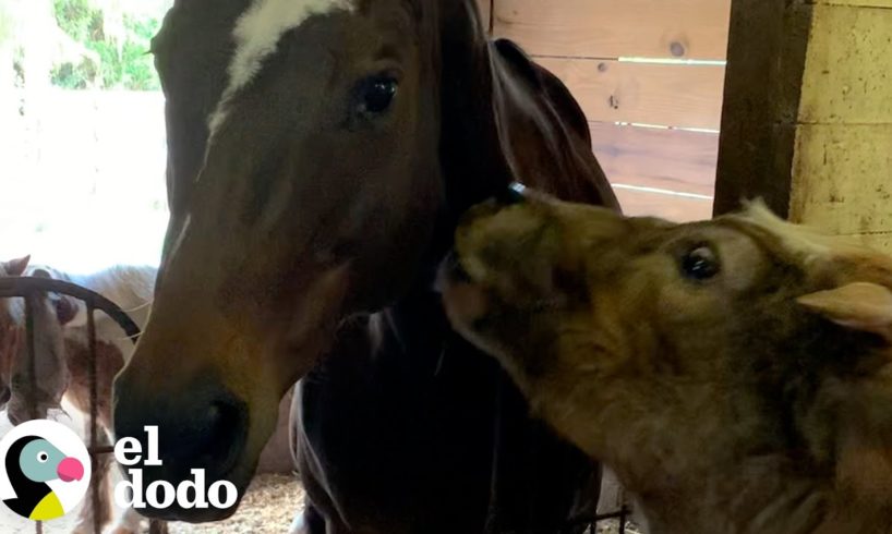 Vaca bebé lucha para encontrar amigos hasta ... | El Dodo