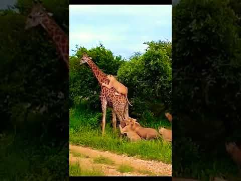 Whole lion family is trying to bring down a giraffe 😂 #shorts #animals #foryou