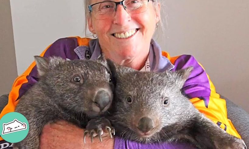 Woman Says A Bittersweet Goodbye To Wombats Saved From Rough Past | Cuddle Buddies