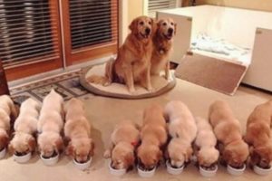 You Would Want a Golden Retriever Puppy after Finishing this Video - Funny and Cute Golden Retriever