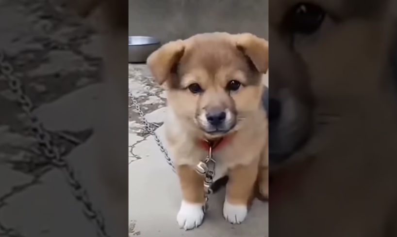 cutest puppy barking🐕🐶😘🤗😍❤ beautiful puppy barking🐕🐶🤗😍❤ #happy #puppy #trending #shorts #viral