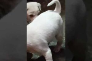 fight between cute  puppies#viral short#🔪🕹️🤪😆