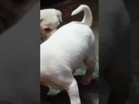 fight between cute  puppies#viral short#🔪🕹️🤪😆