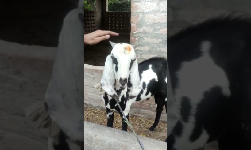 goat playing#shorts #youtubeshorts #animals #goatlovers