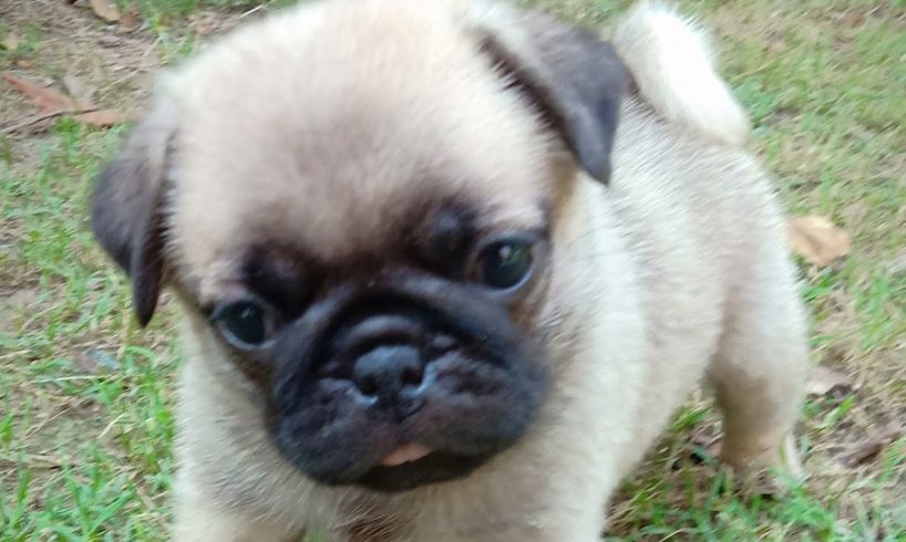 pug puppies are cutest puppies #doglover /cute little puppies