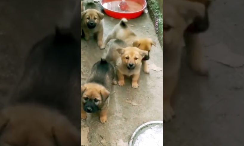 puppies barking 🥰🥰🥰#shorts #babydogs #shortsviral #cutepuppy