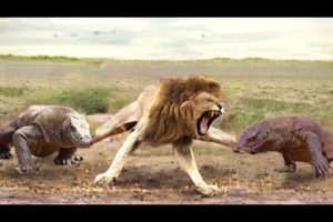 wild animal fight 2023 | Discovery video| amazing moments for animal