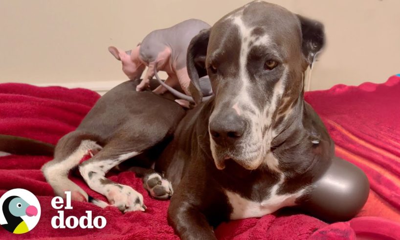 ¡Gato sin pelo de 8 libras consuela a su hermano gran danés cuando está nervioso! | El Dodo