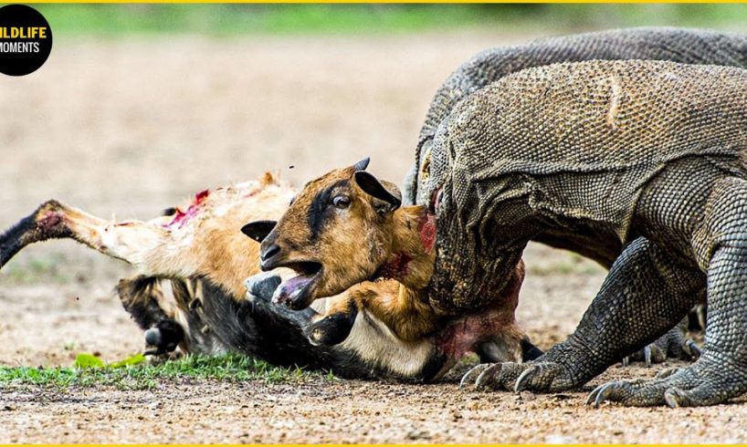 30 Moments Komodo Dragon Brutally Hunting Their Prey | Animal Fights