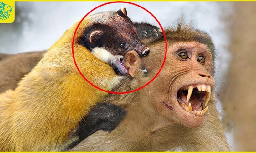 30 Moments Marten Defeats Monkey And Everything On The Move | Animal Fight