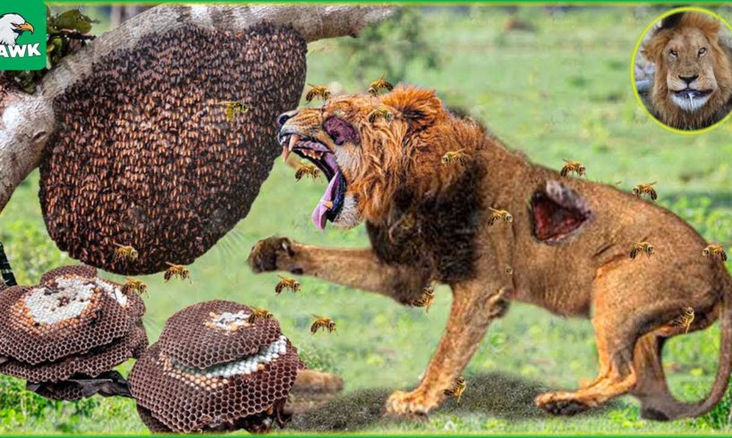 30 Moments Stupid Lion Received Tragic End For Daring To Destroy Wasp Nest | Animal Fight