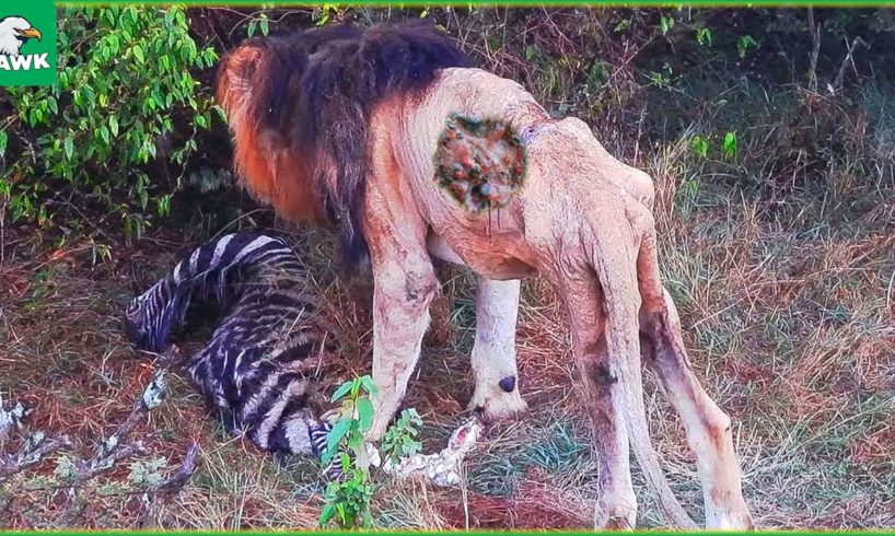 30 Moments The Old Lion Enjoys His Last Meal And The Last Painful Moment | Animal Fight