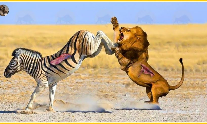 35 Moments When Injured Big Cats Fight Ferocious Prey | Animal Fight