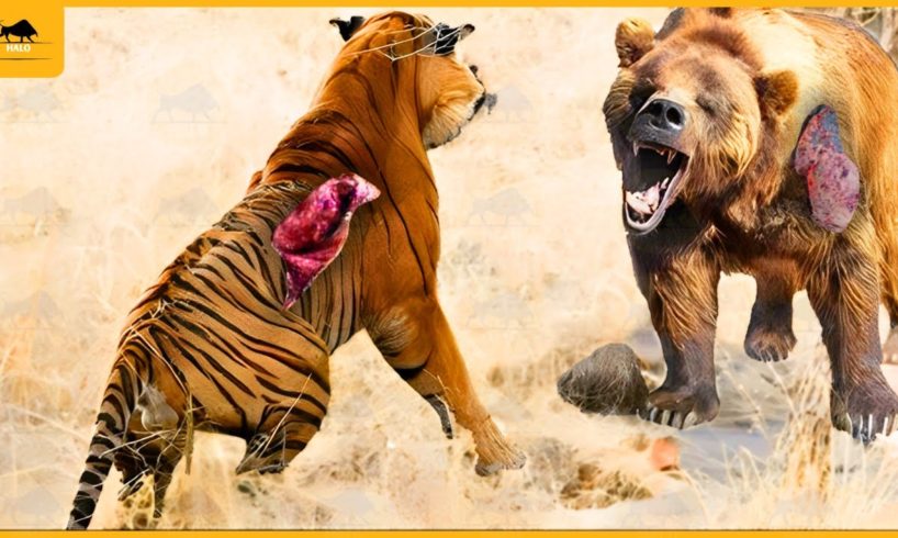 35 Moments When The Animal Messes With The Big Opponent | Animal Fight