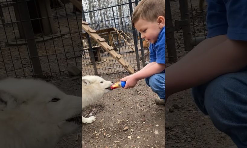 4-Year-Old Bonds With His Rescue Fox Over Popsicles l The Dodo