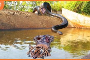 99 Moments When Giant Python Attacks Tiger Behind | Animal Fight