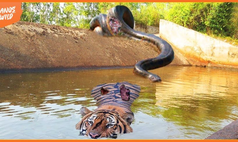 99 Moments When Giant Python Attacks Tiger Behind | Animal Fight