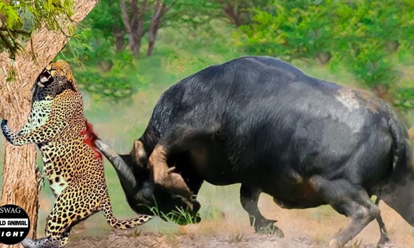 Angry Mother Buffalo Attacks Leopard Madly To Save Poor Baby Buffalo | Animal Fight