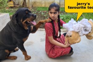 Anshu destroyed Jerry's favourite Teddy | cute dog video.