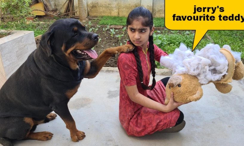 Anshu destroyed Jerry's favourite Teddy | cute dog video.