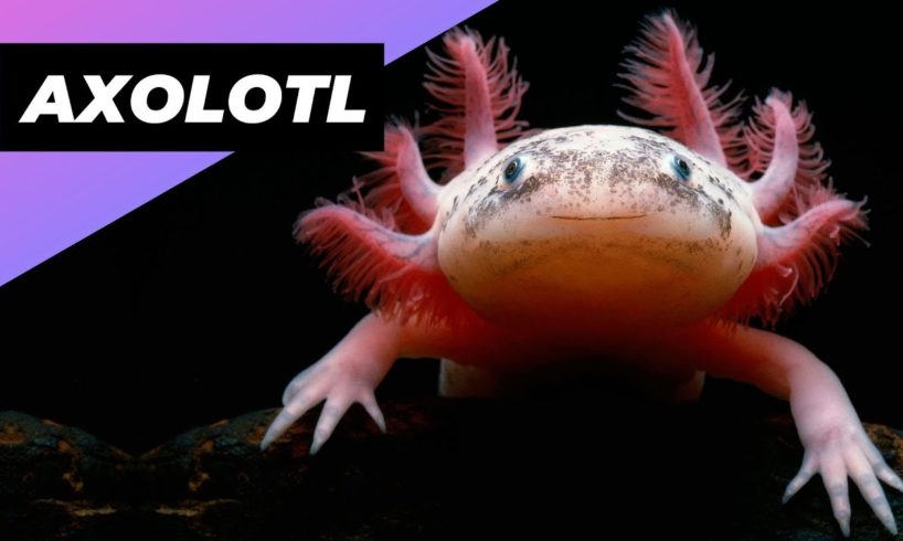 Axolotl 🦄 One Of The Cutest And Most Exotic Animals In The World #shorts