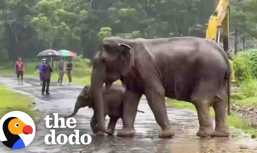 Baby Elephant Separated From His Mom Cries For Help | The Dodo