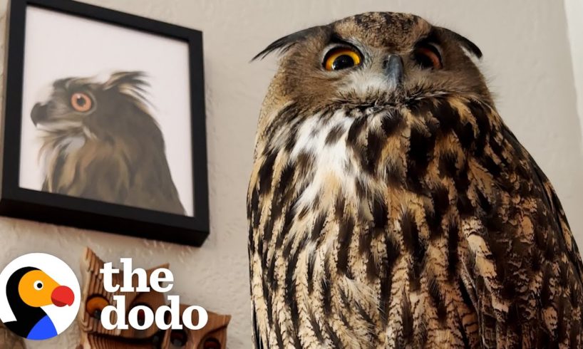 Baby Owl Goes Everywhere With Her Family | The Dodo