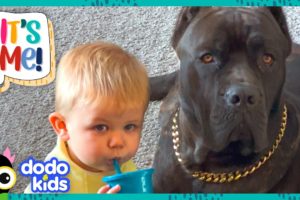 Big Dog Can't Wait To Splash Around With His Little Brother | Dodo Kids | It’s Me!