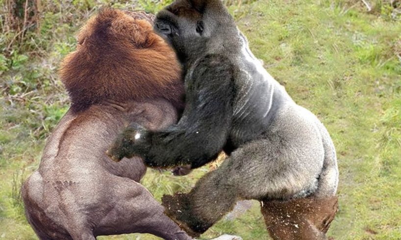 Big fight between ancient gorilla and the king of the green forest - lion