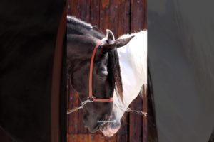 Black or White? #horse #animals #blackhorse #greyhorse #andalusianhorse #equestrian #edit #shorts