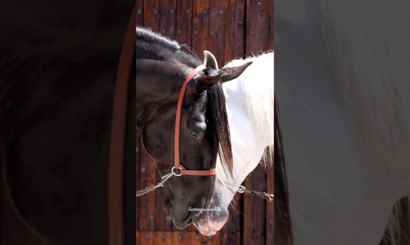 Black or White? #horse #animals #blackhorse #greyhorse #andalusianhorse #equestrian #edit #shorts