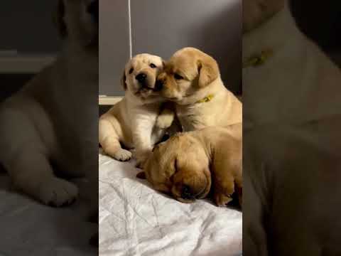 CUTE LABRADOR PUPPIES 💕🤭| LABRADOR PUPPIES PLAYING 💕😍