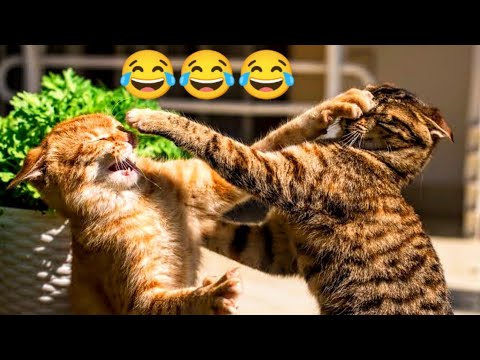 Cat Fights Compilation Video | Animal Fight 2023